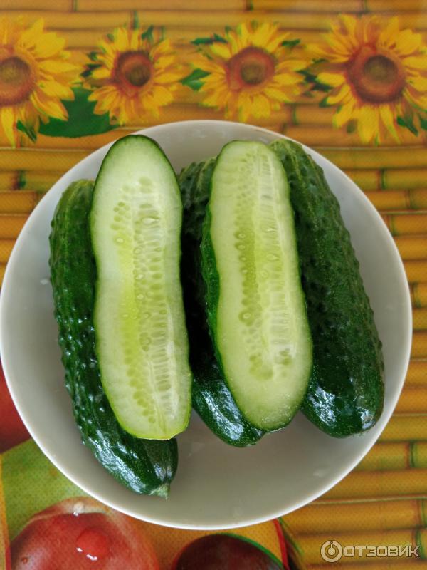 Okurka kobylka F1