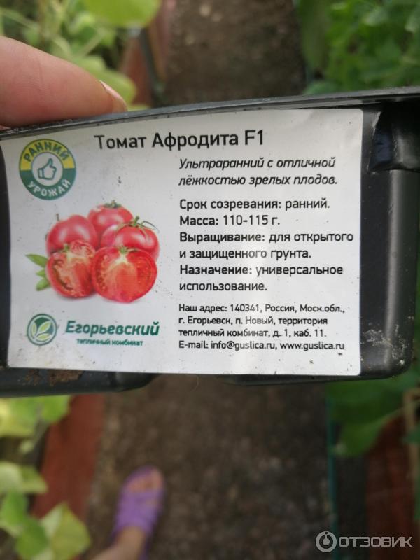 Отзыв о Рассада Егорьевский тепличный комбинат томат \