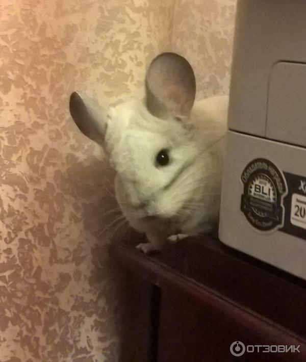 Отзыв о Домашнее животное Шиншилла | Шиншиллы, как пожиратели бумаг и ...