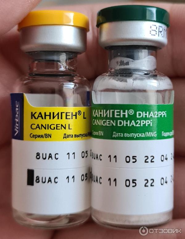 каниген прививка для собак отзывы. вакцина каниген. вакцина каниген для собак. вакцина вангард cpv-l и da2pi для собак. вакцина астерион dhppil.