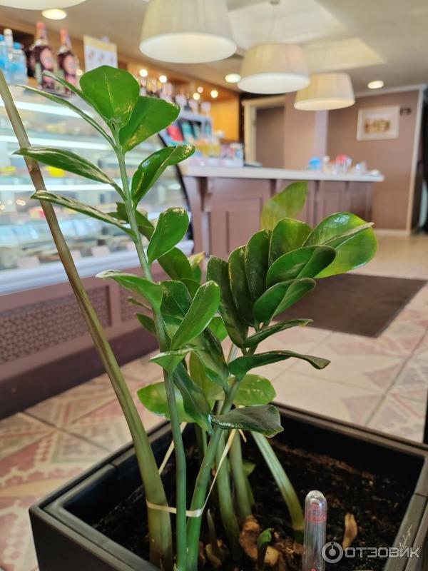 Сеть кафе Шоколадница