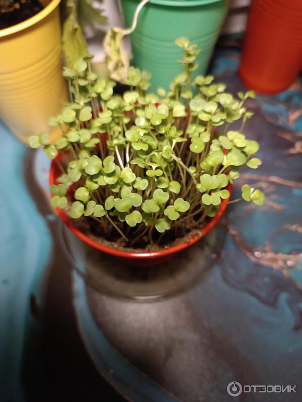 Отзыв о Набор для выращивания АрганиК "Вырасти меня!" | Выращиваем ...