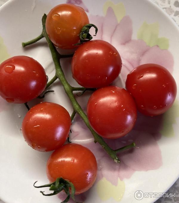 помидоры по узбекски. горячий помидор. квашеные помидоры быстрого приготовления. томат горячий шоколад. сочный томат.