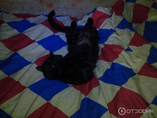Отзыв о Суп для кошек Felix с треской | Котику нравится. Будем иногда ...